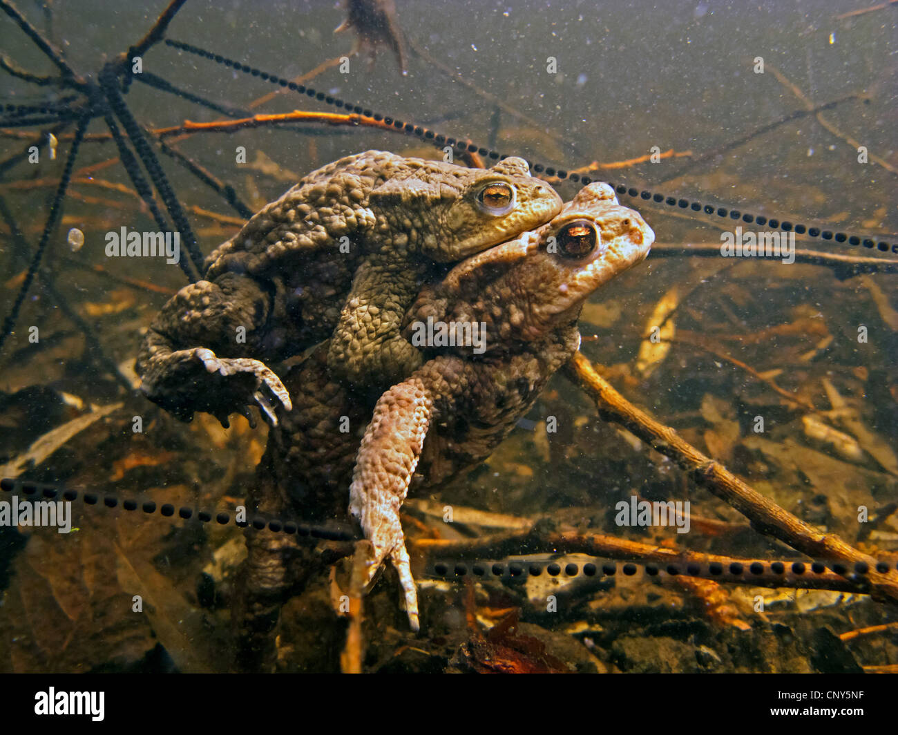 European common toad (Bufo bufo), spawning pair under water between strings of spawn, Germany, Bavaria Stock Photo