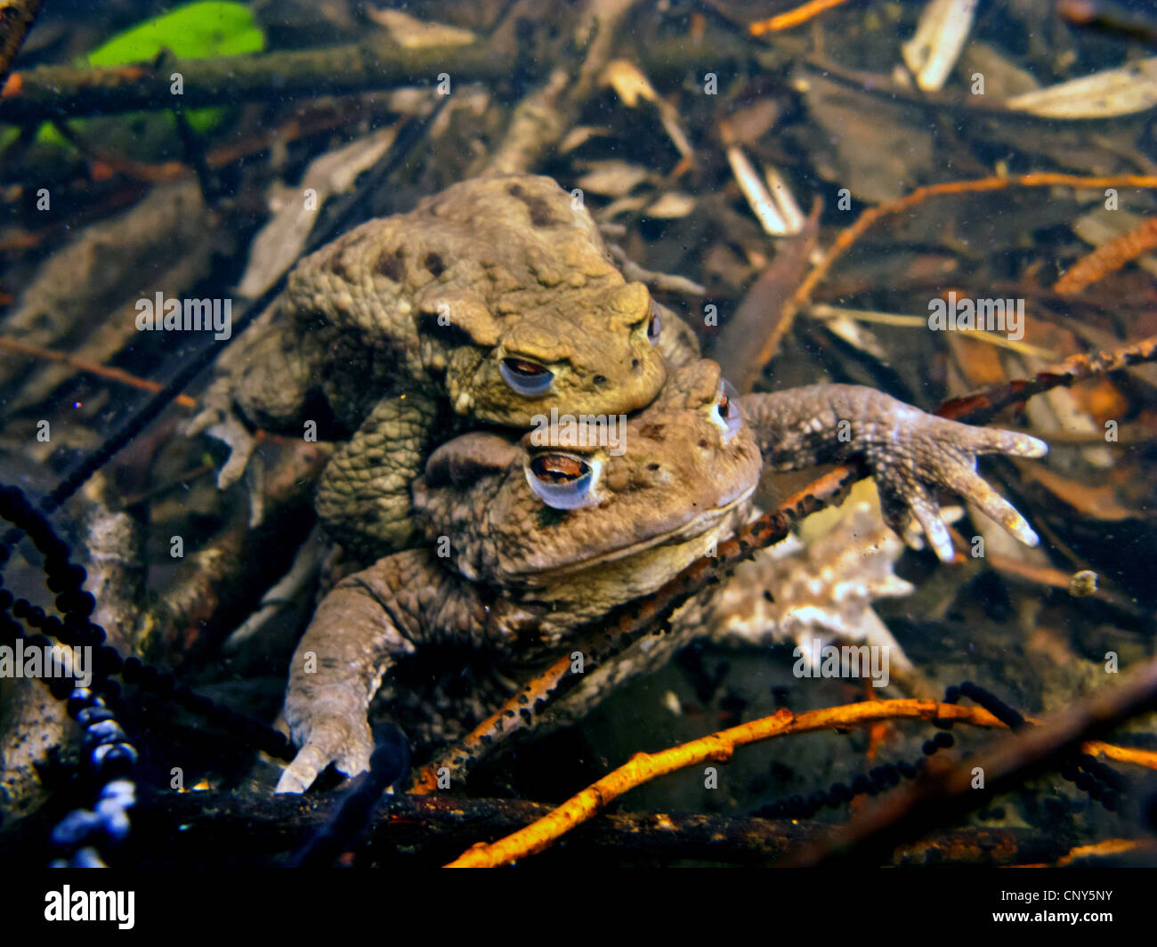 European common toad (Bufo bufo), spawning pair under water between strings of spawn, Germany, Bavaria Stock Photo