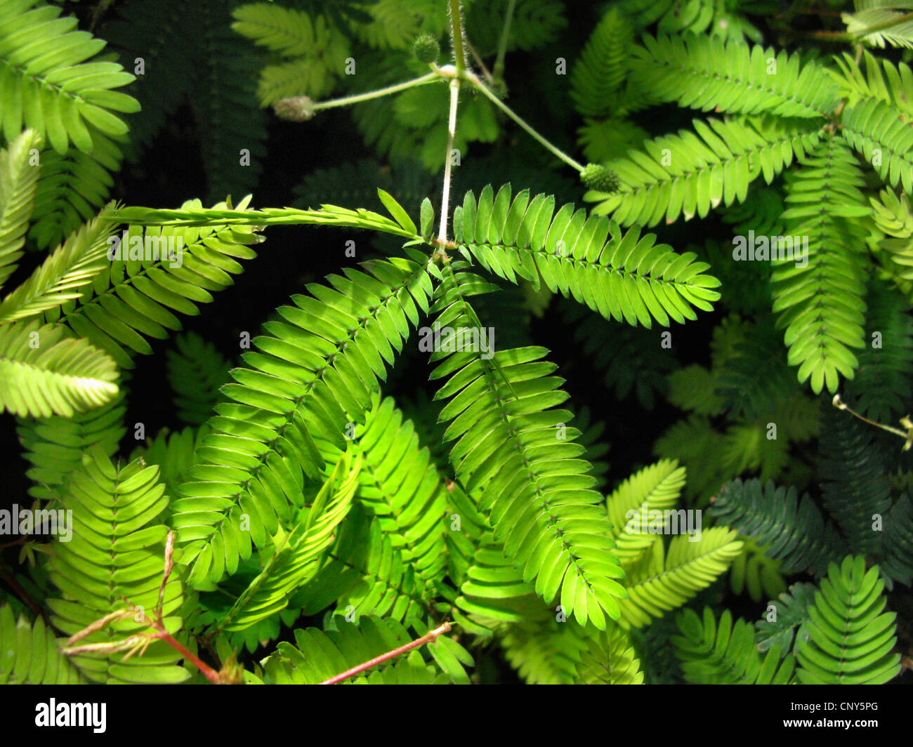 sensitive plant, Touch-me-not (Mimosa pudica), leaf after touching, series picture 2/3 Stock Photo