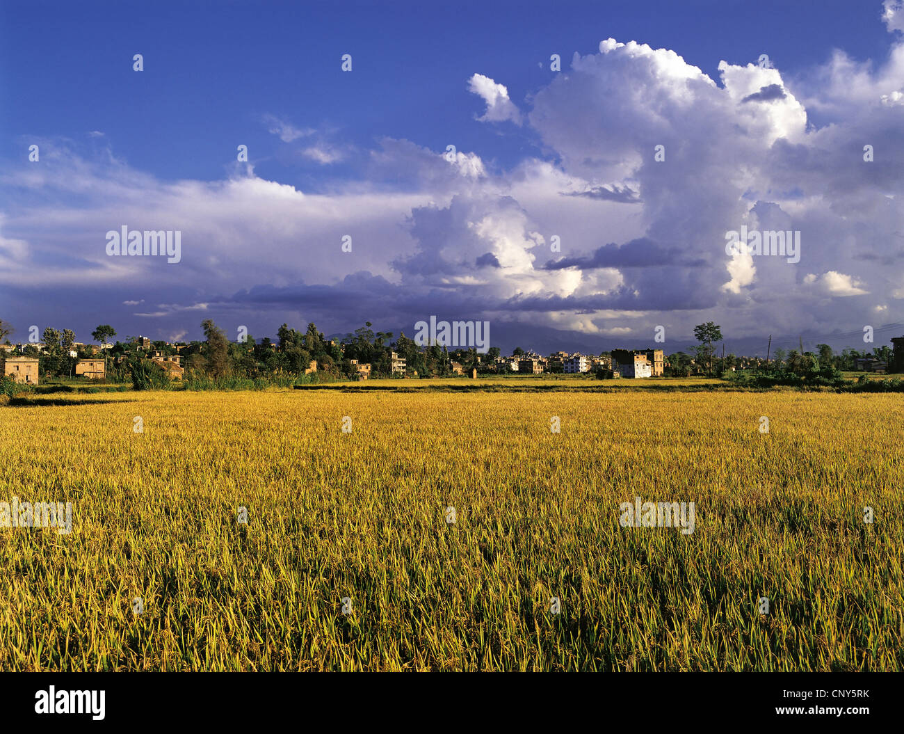 monsoon clouds over fertile rice-fields, Nepal, Kathmandu Stock Photo