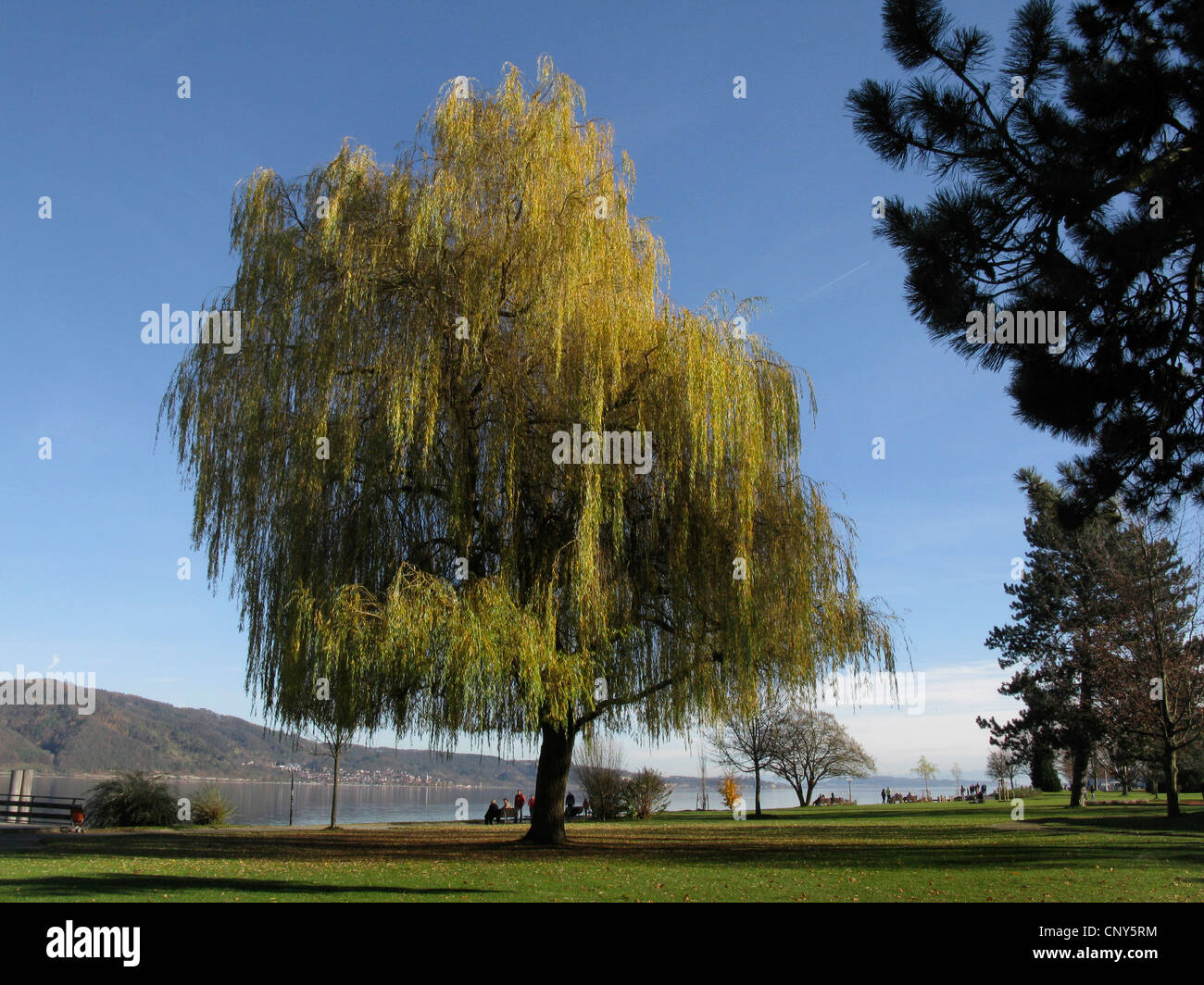 Dwarf willow tree hires stock photography and images Alamy