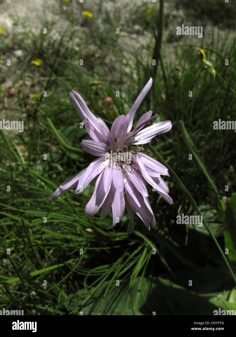 Salsify (Scorzonera purpurea), blooming, Germany, Thuringia Stock Photo