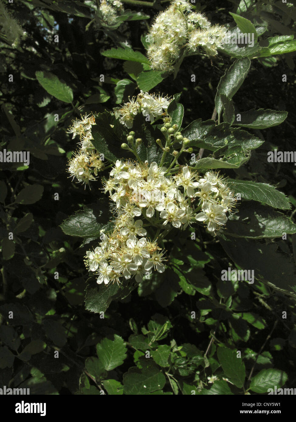 common whitebeam (Sorbus aria), blooming branch, Germany Stock Photo