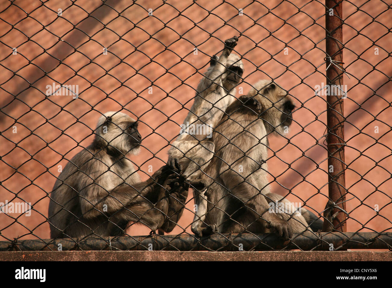 Nepal gray langurs (Semnopithecus schistaceus) at the Central Zoo in Kathmandu, Nepal. Stock Photo