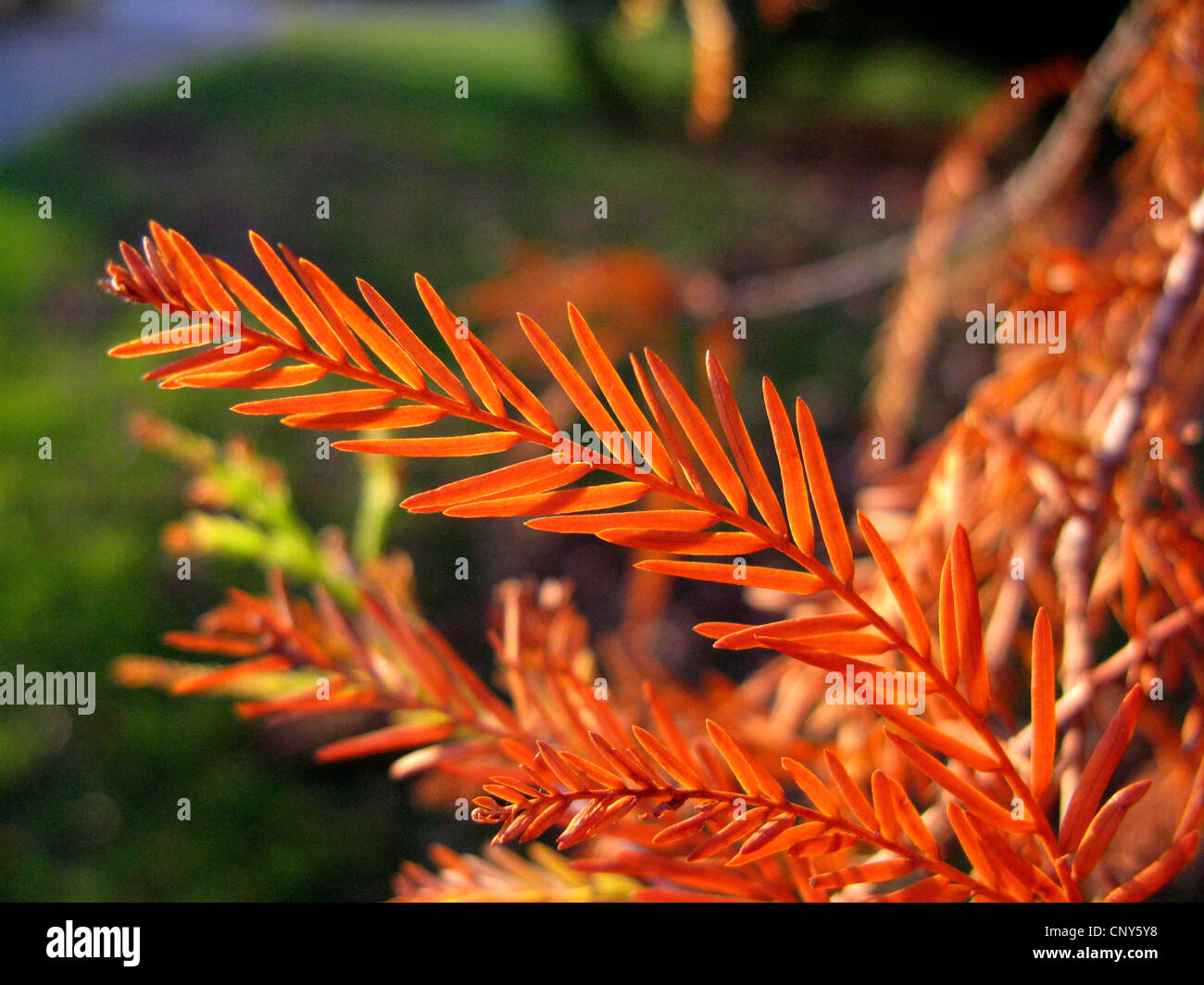 baldcypress (Taxodium distichum), short shoot in autumn Stock Photo