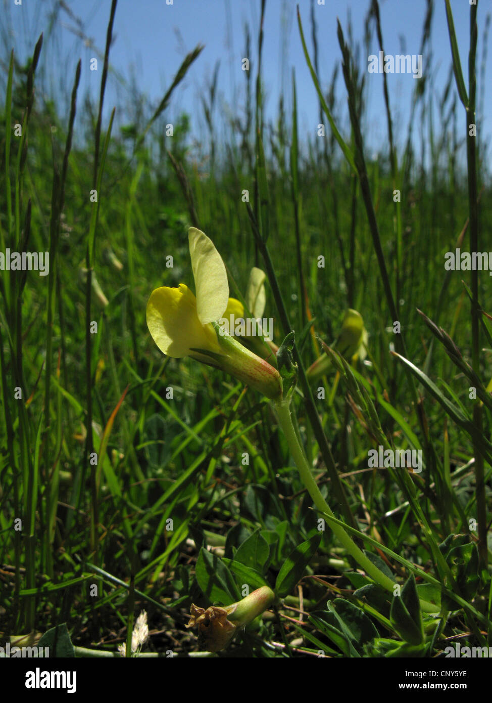 Tetragonolobus maritimus (Tetragonolobus maritimus, Lotus maritimus), bloming, Germany, Thuringia Stock Photo