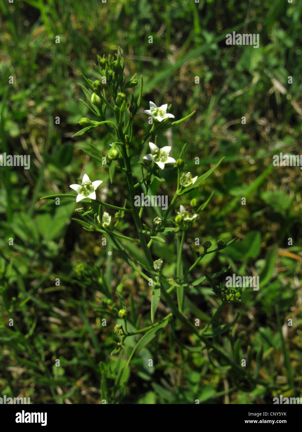 Thesium linophyllon (Thesium linophyllon), blooming, Germany, Thuringia Stock Photo