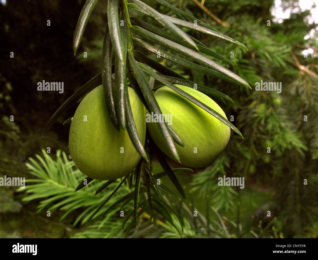 Californian Nutmeg Yew, California Nutmeg Yew (Torreya californica), branch with seeds Stock Photo