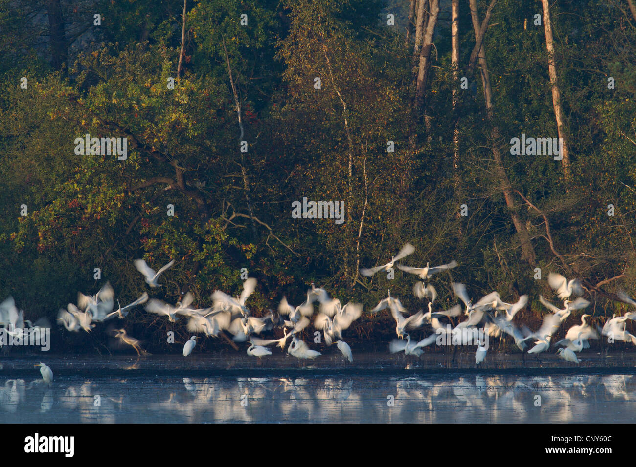 great egret, Great White Egret (Egretta alba, Casmerodius albus, Ardea alba), great egrets and grey herons flying up at a lake shore, Germany, Saxony, Biosphaerenreservat Oberlausitzer Heide-und Teichlandschaft Stock Photo