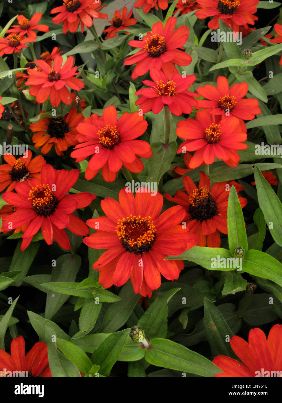 Creeping Zinnia, Narrow-leaf zinnia, Narrowleaf Zinnia, Narrowleaved Zinnia (Zinnia haageana, Zinnia angustifolia), blooming, cultivar Profusion Fire Stock Photo