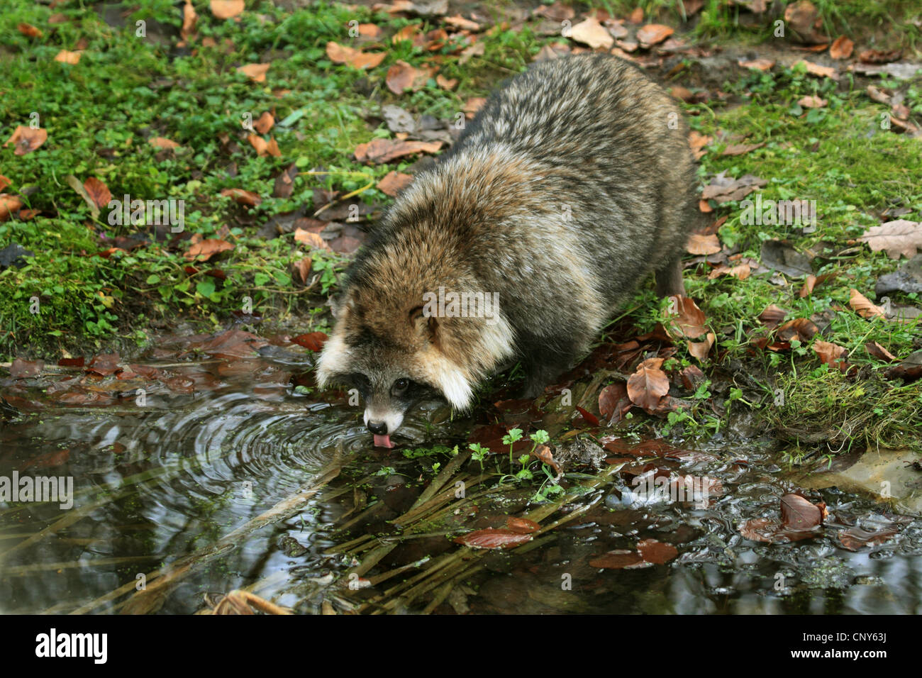 raccoon dog (Nyctereutes procyonoides), drinking at a brook shore Stock Photo