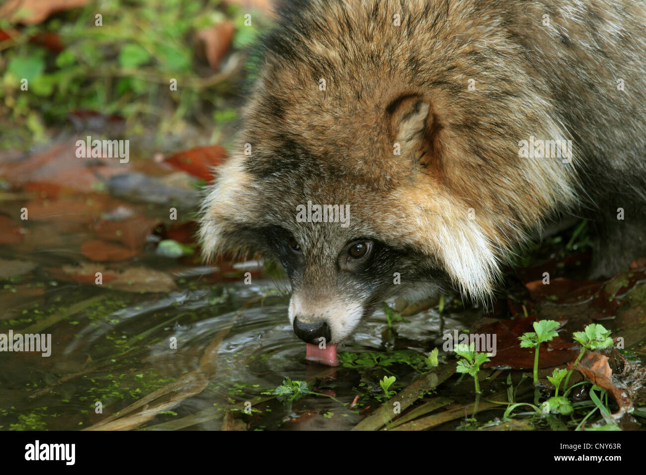 raccoon dog (Nyctereutes procyonoides), drinking at a water shore Stock Photo