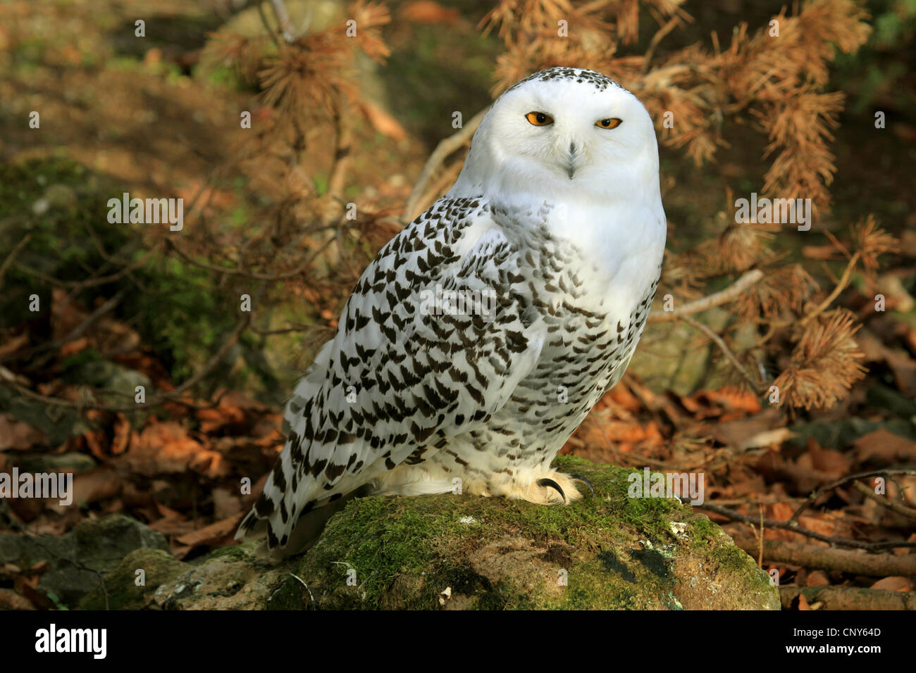 Snowy Owl (Strix scandiaca, Nyctea scandiaca, Bubo scandiacus), sitting on a mossy stone on a forest ground Stock Photo