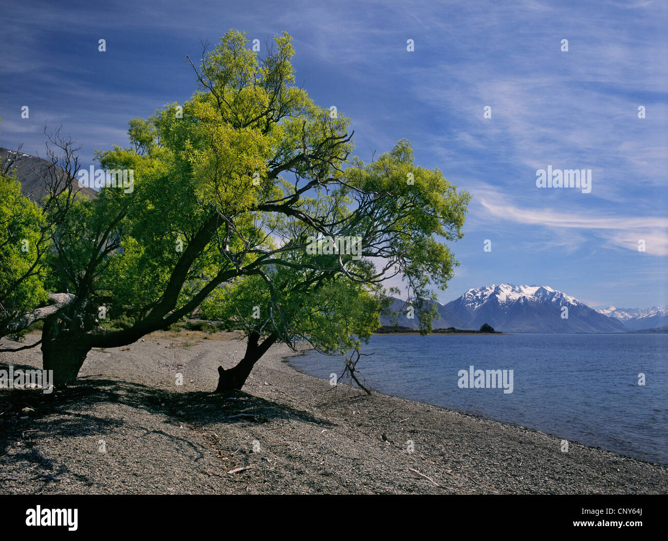 Trees in fresh spring leaf along the shores of Lake Ohau, South Island ...