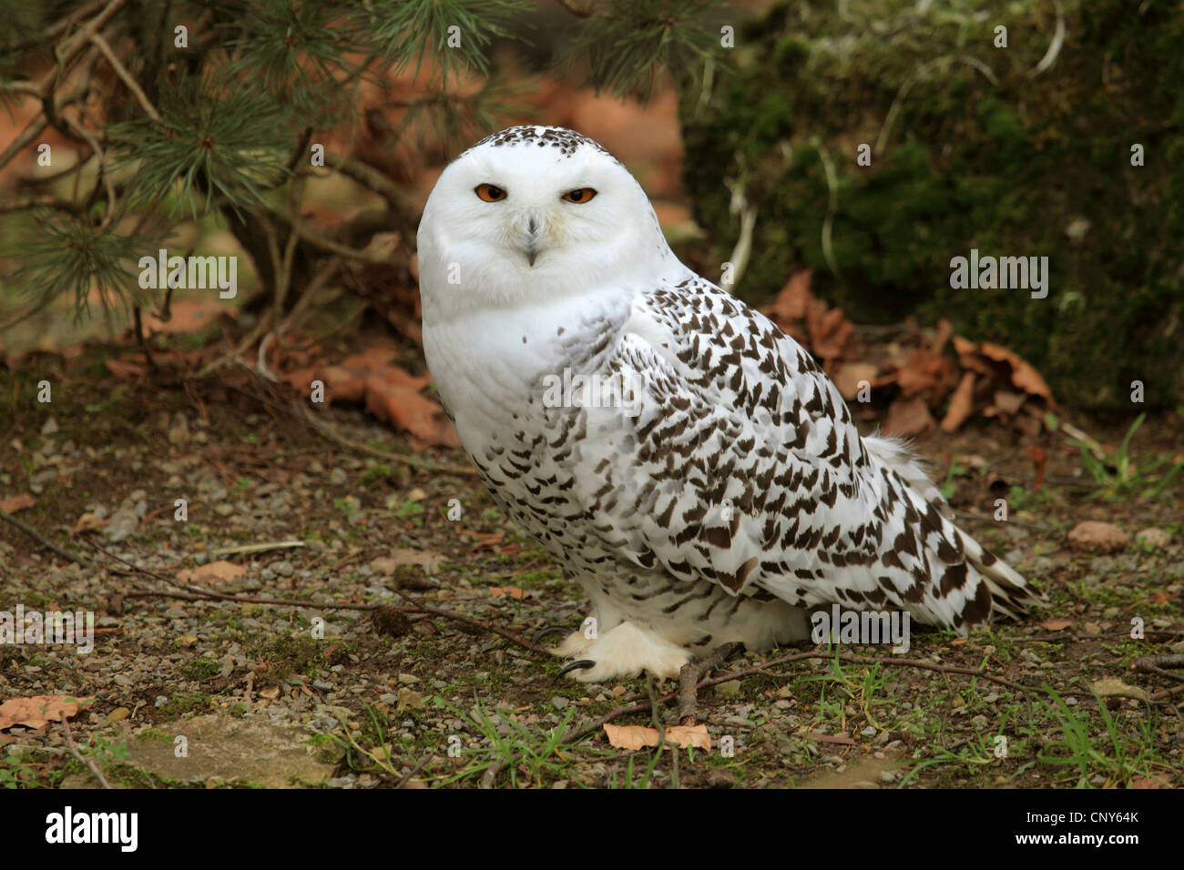 Snowy Owl (Strix scandiaca, Nyctea scandiaca, Bubo scandiacus), sitting on forest ground Stock Photo
