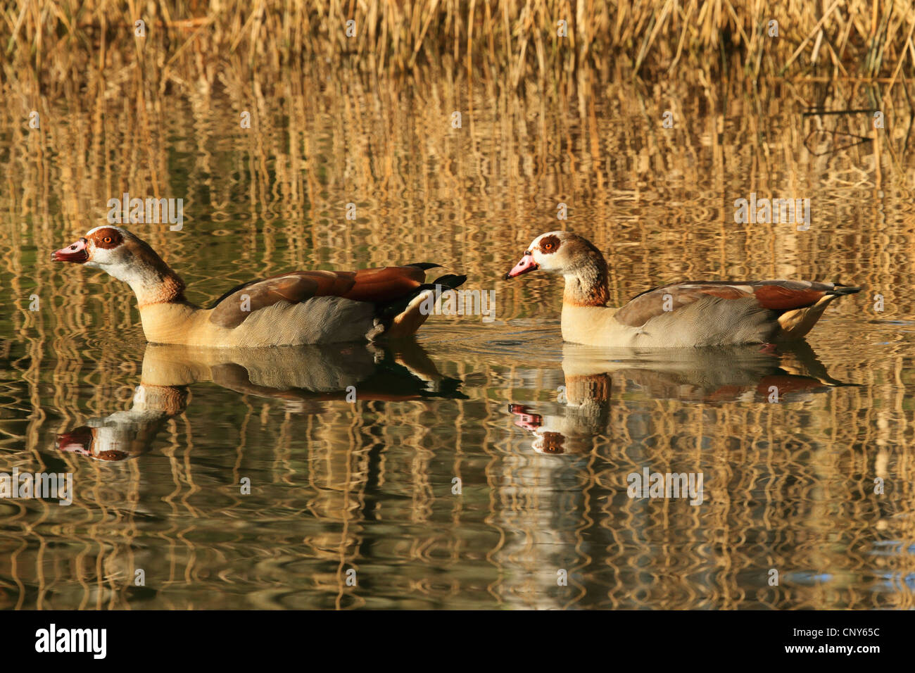 Egyptian goose (Alopochen aegyptiacus), couple swimming in calm water at the edge of the reed zone Stock Photo