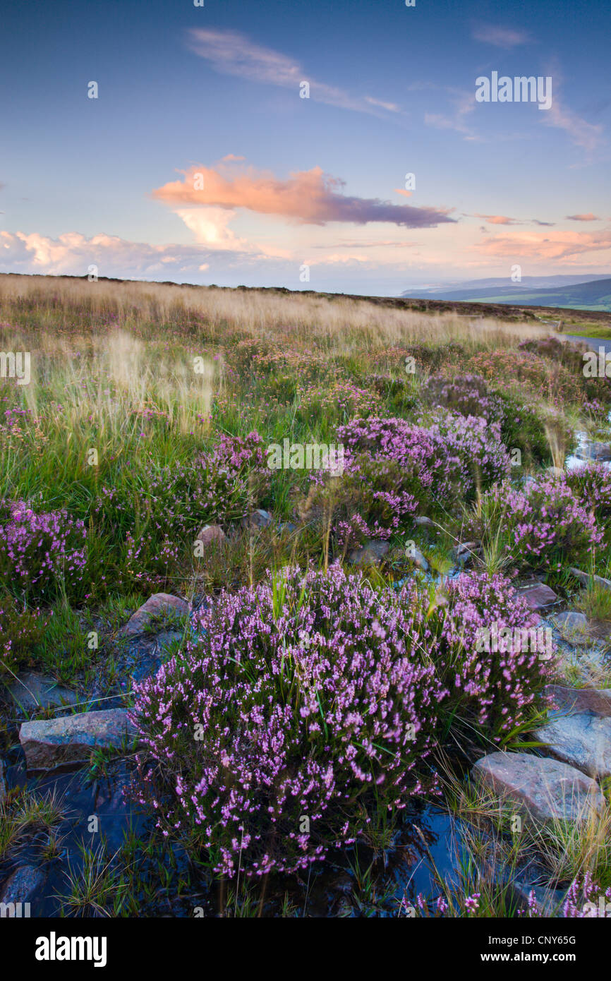 Bell heather growing on Dunkery Hill in Exmoor National Park, Somerset, England Stock Photo