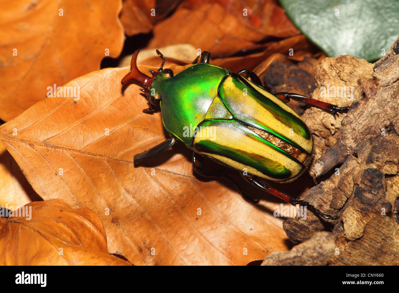 African flower beetle hi-res stock photography and images - Alamy