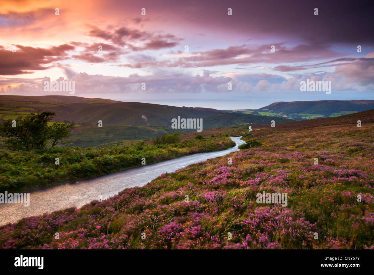 Country lane winds downhill through flowering heather clad moorland, Exmoor National Park, Somerset, England Stock Photo