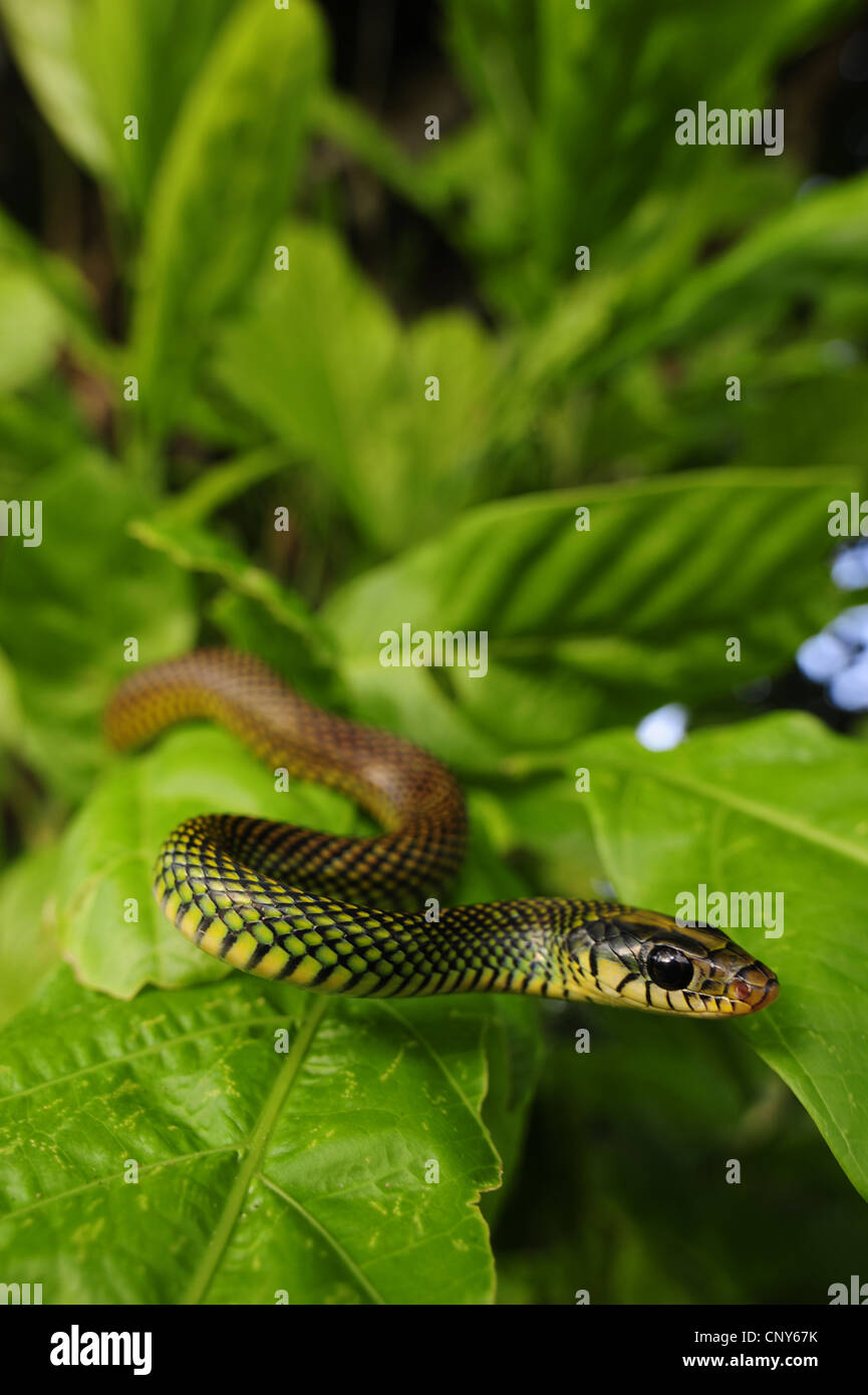 speckled racer, Central American Speckled Racer   (Drymobius margaritiferus ), on a leaf, Honduras, La Mosquitia Stock Photo