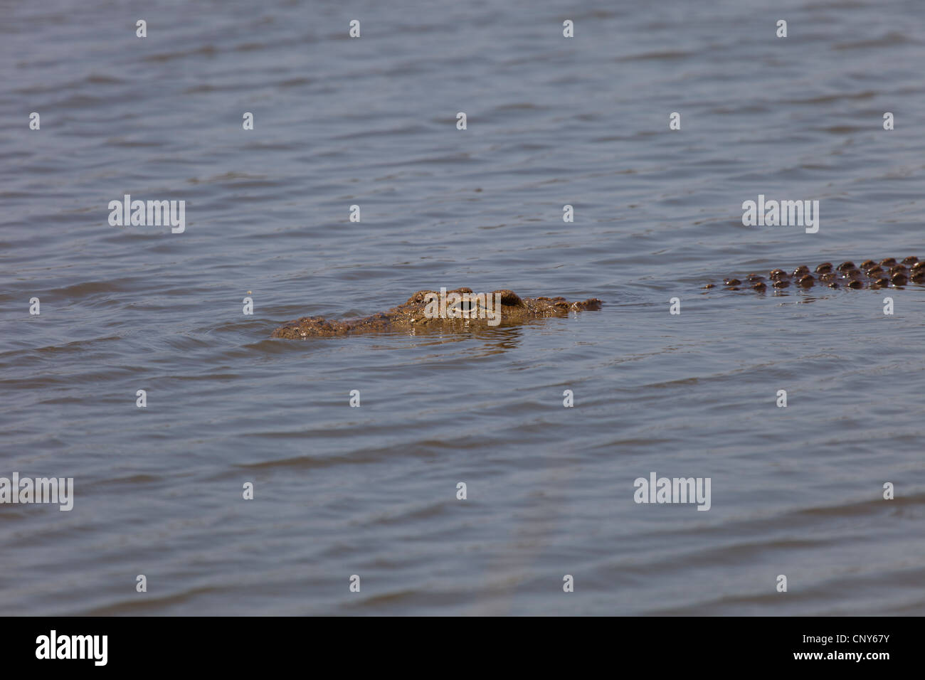 Crocodile swimming in water Stock Photo