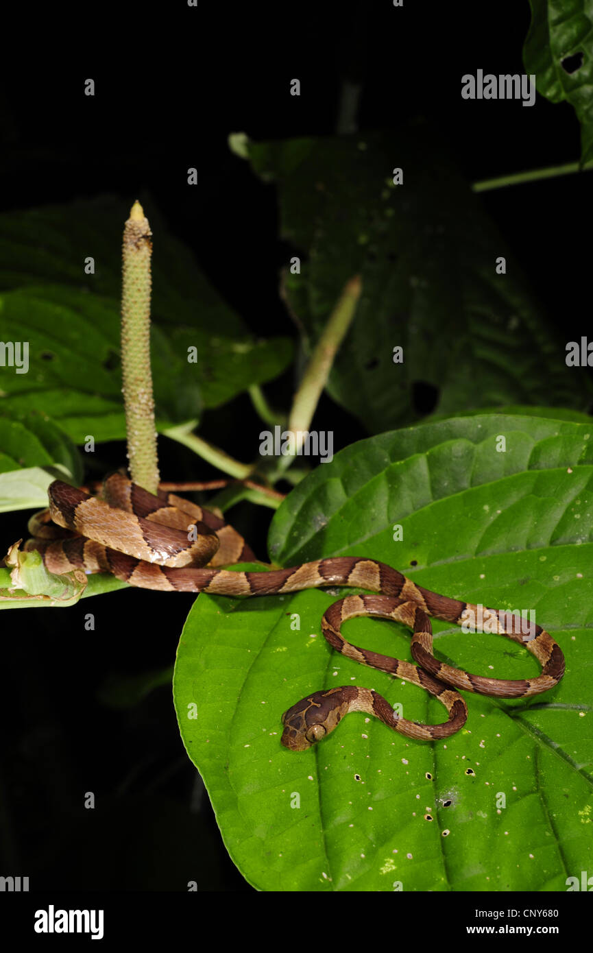 blunt-headed tree snake, Mapepire Corde Violon, Blunthead Tree Snake