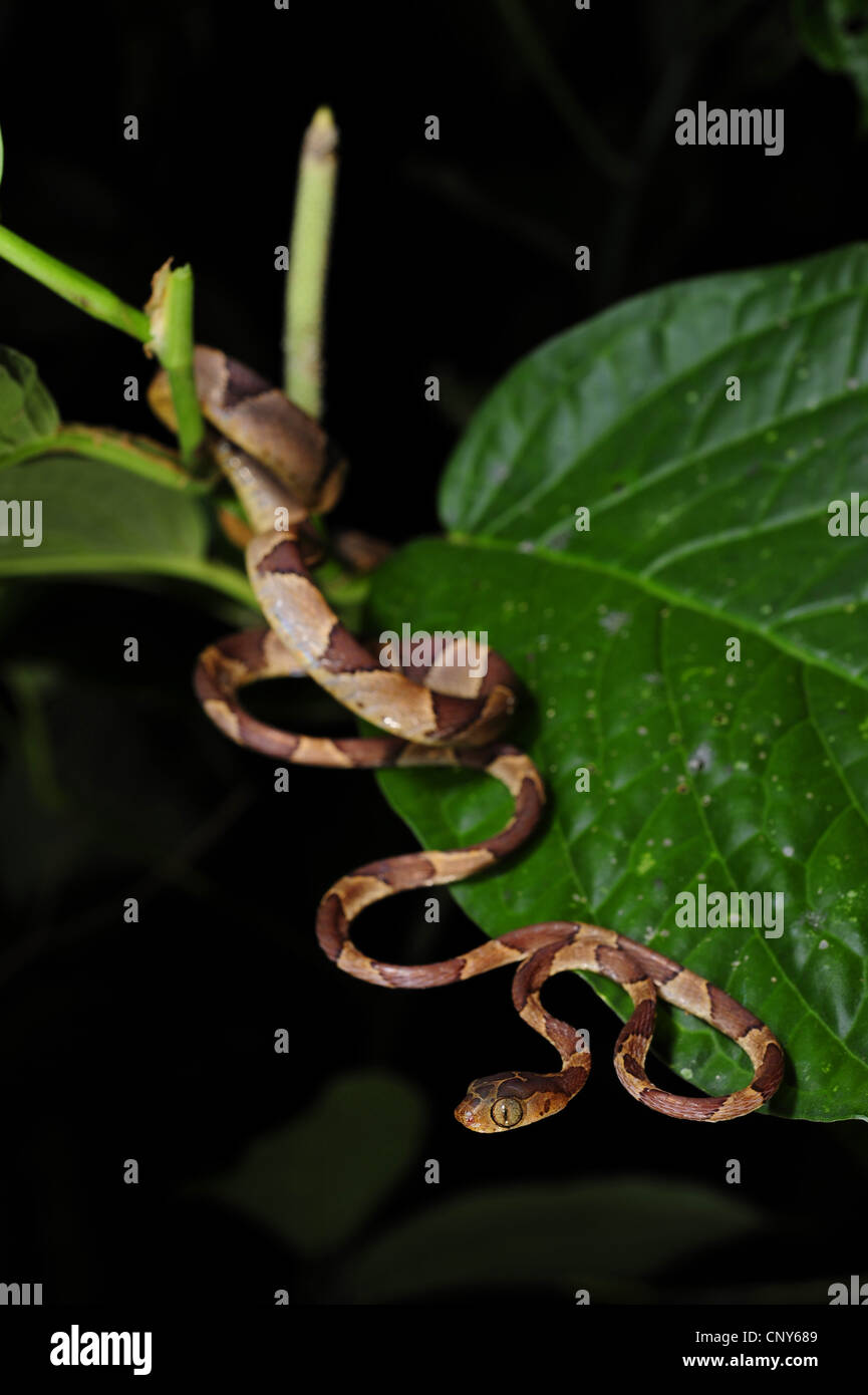 blunt-headed tree snake, Mapepire Corde Violon, Blunthead Tree Snake