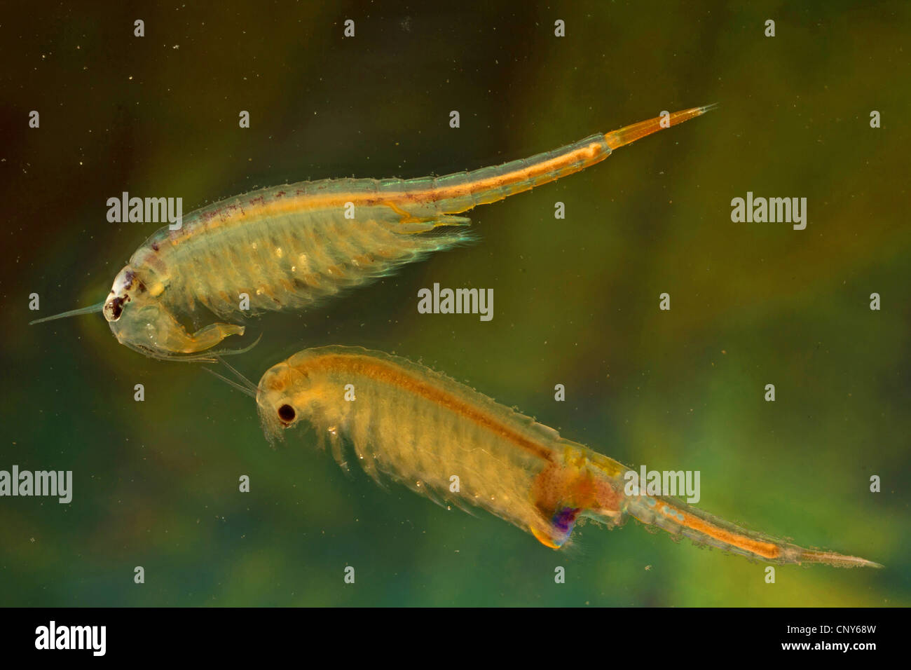 springtime fairy shrimp (Eubranchipus grubii, Siphonophanes grubii, Chirocephalus grubei), male (above) and female swimming close to each other Stock Photo