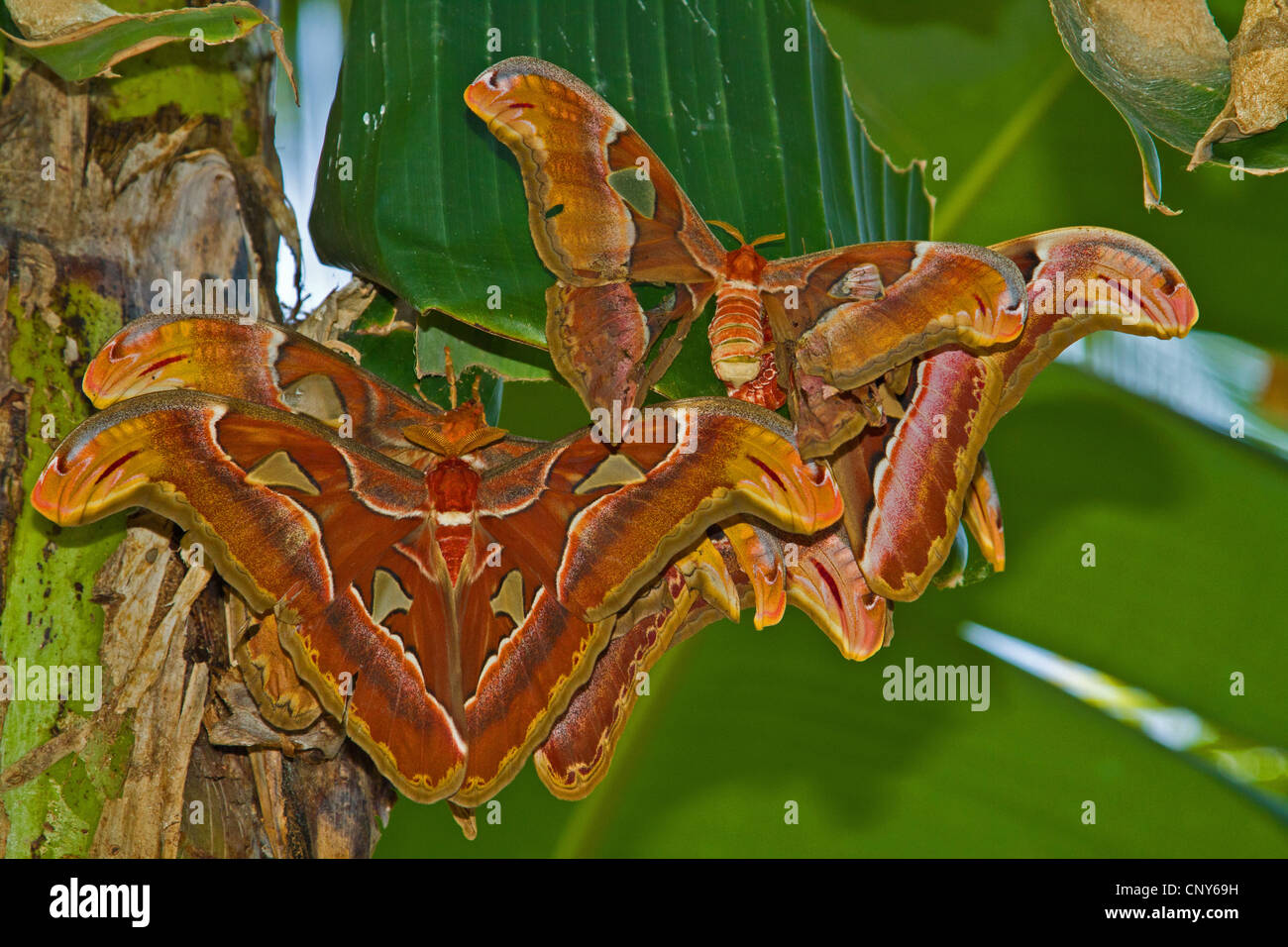 atlas moth (Attacus atlas), male and female, Thailand, Phuket Stock Photo