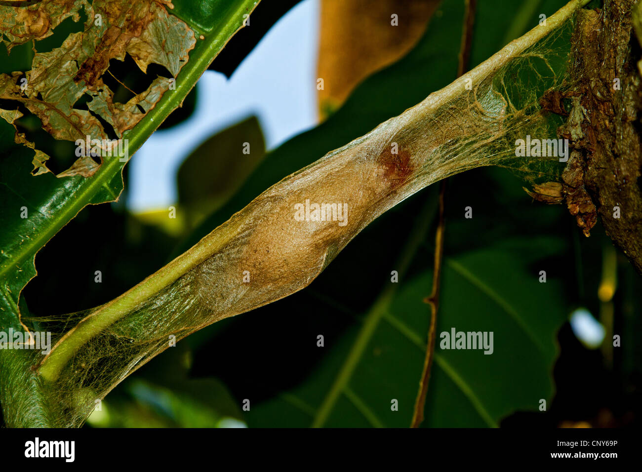 atlas moth (Attacus atlas), caterpillar with cocoon, Thailand, Phuket Stock Photo