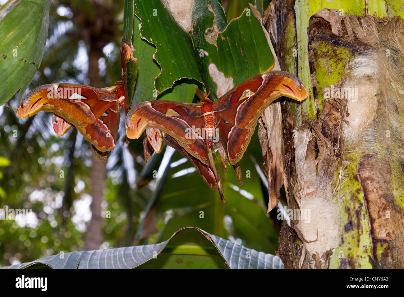 atlas moth (Attacus atlas), at a banana leaf, Thailand, Phuket Stock Photo