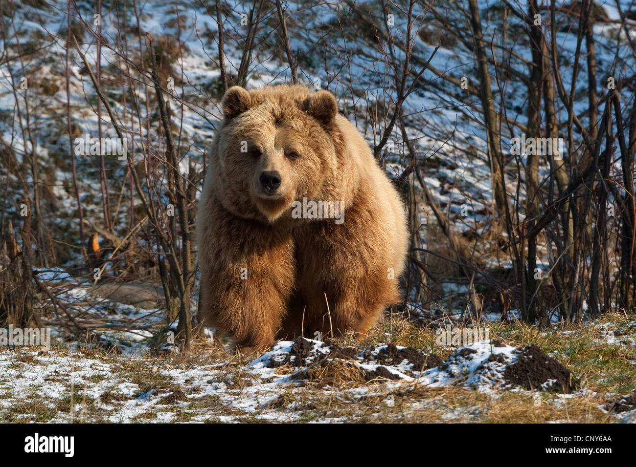 brown bear (Ursus arctos), im Winter, Germany Stock Photo