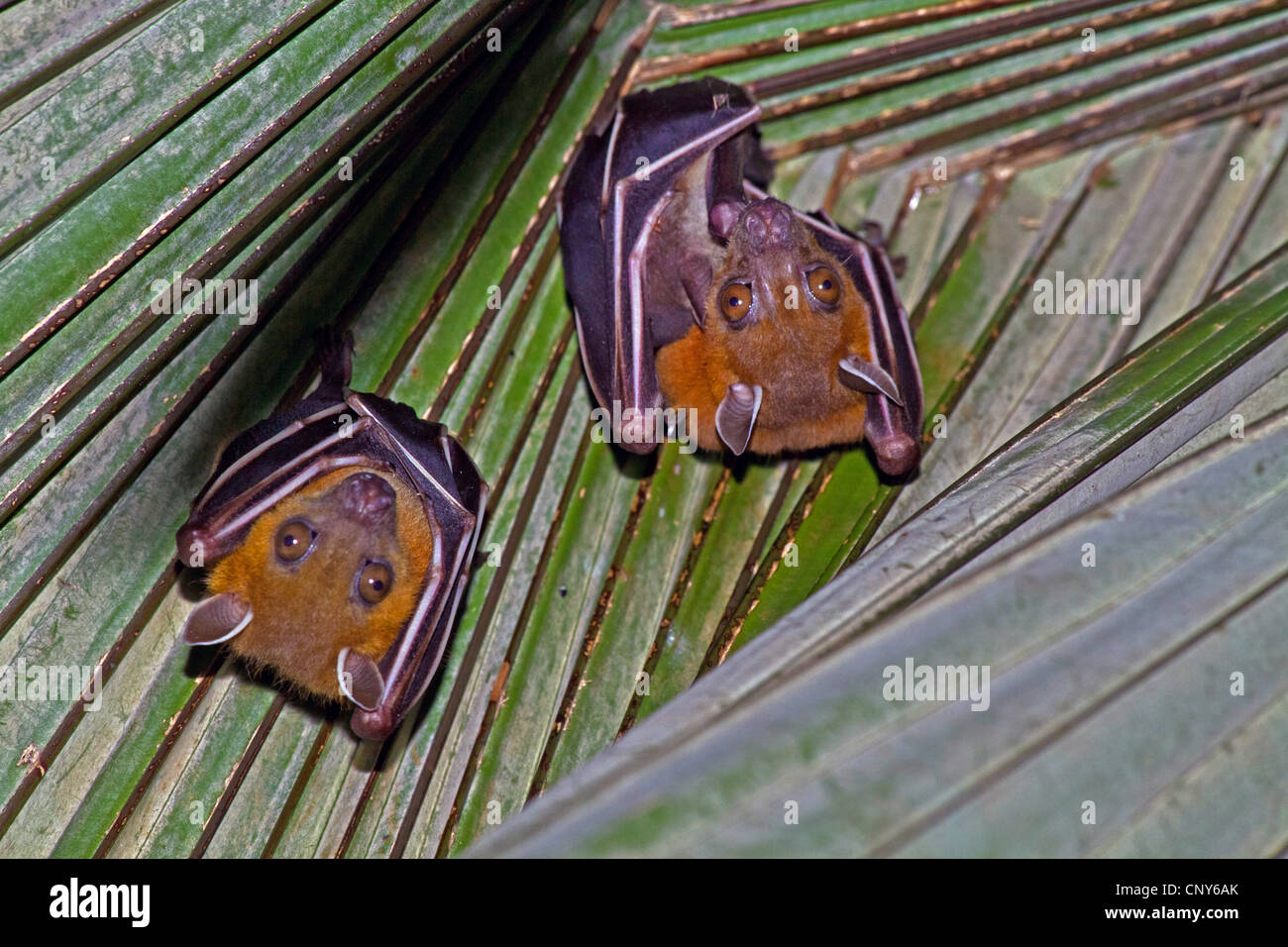 Common short-nosed fruit bat (Cynopterus brachyotis), female with pup and male on a leaf, Thailand, Phuket Stock Photo