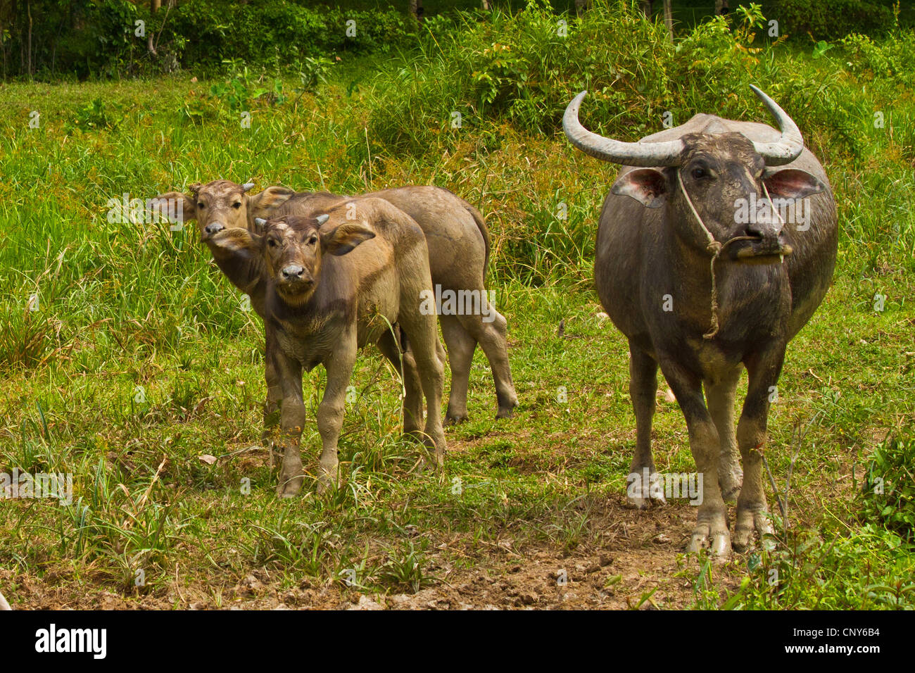Asian water buffalo, wild water buffalo, carabao (Bubalus bubalis, Bubalus arnee), cow with two calves in a meadow, Thailand, Phuket Stock Photo
