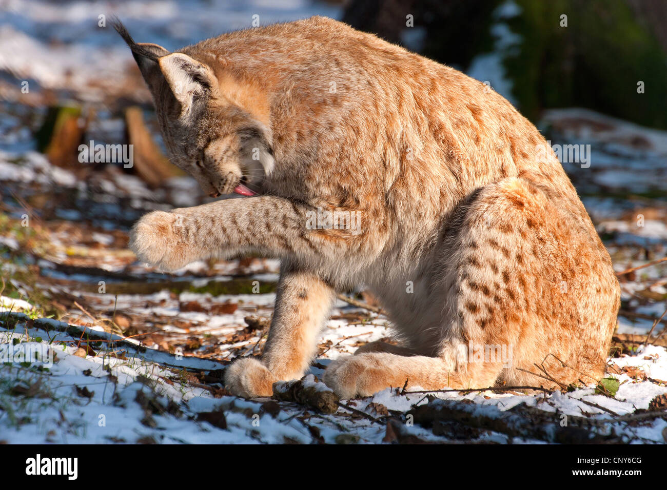 Eurasian lynx (Lynx lynx), licking the paw, Germany Stock Photo