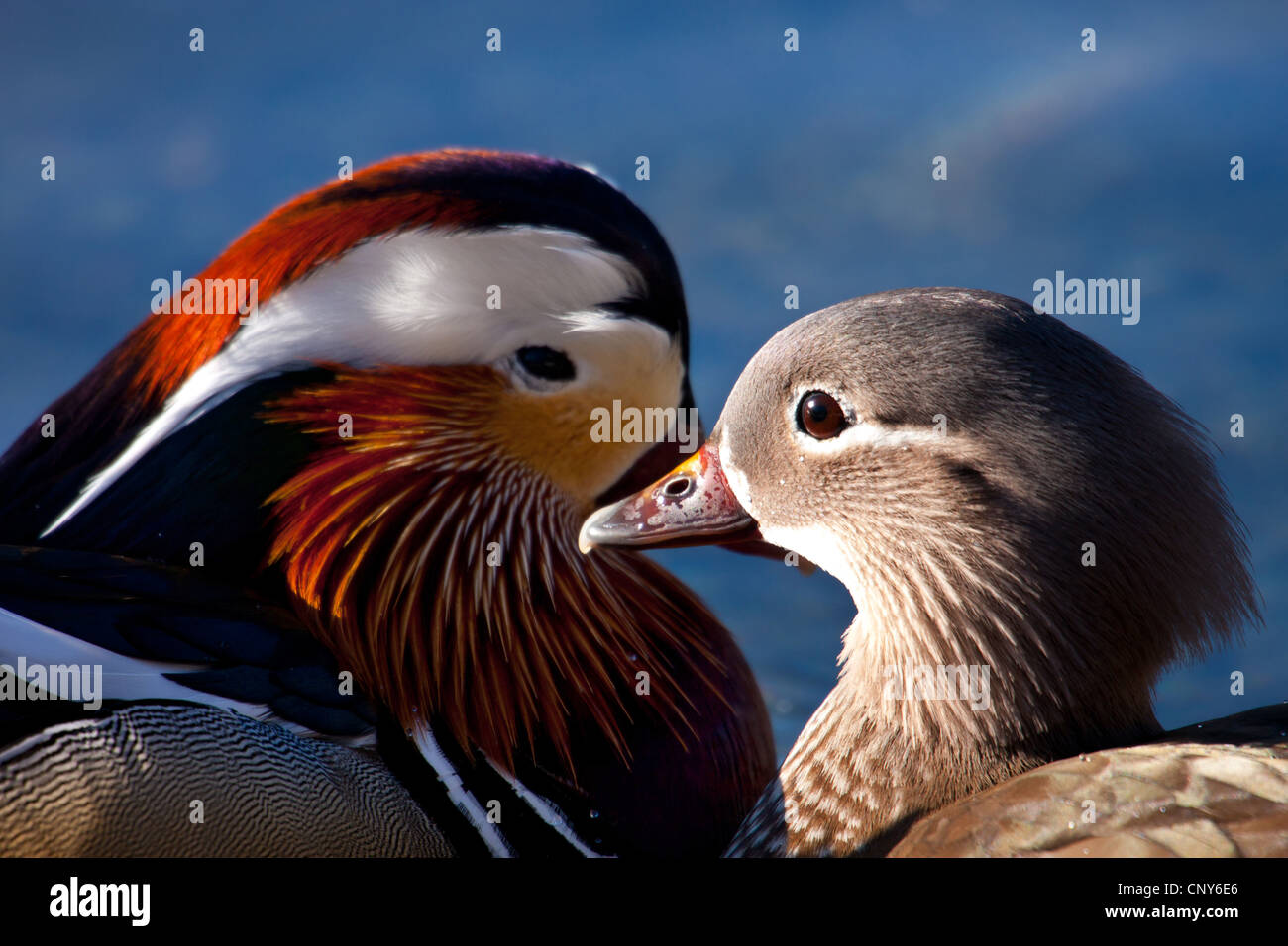 mandarin duck (Aix galericulata), pair vis a vis, Switzerland, Graubuenden Stock Photo