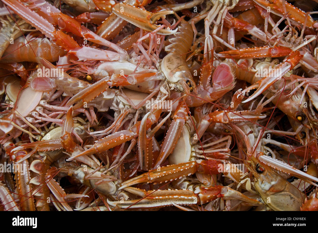 Norway lobster, Norway clawed lobster, Dublin Bay lobster, Dublin Bay prawn (scampi, langoustine) (Nephrops norvegicus), lots of fresh caught lobsters, Norway Stock Photo