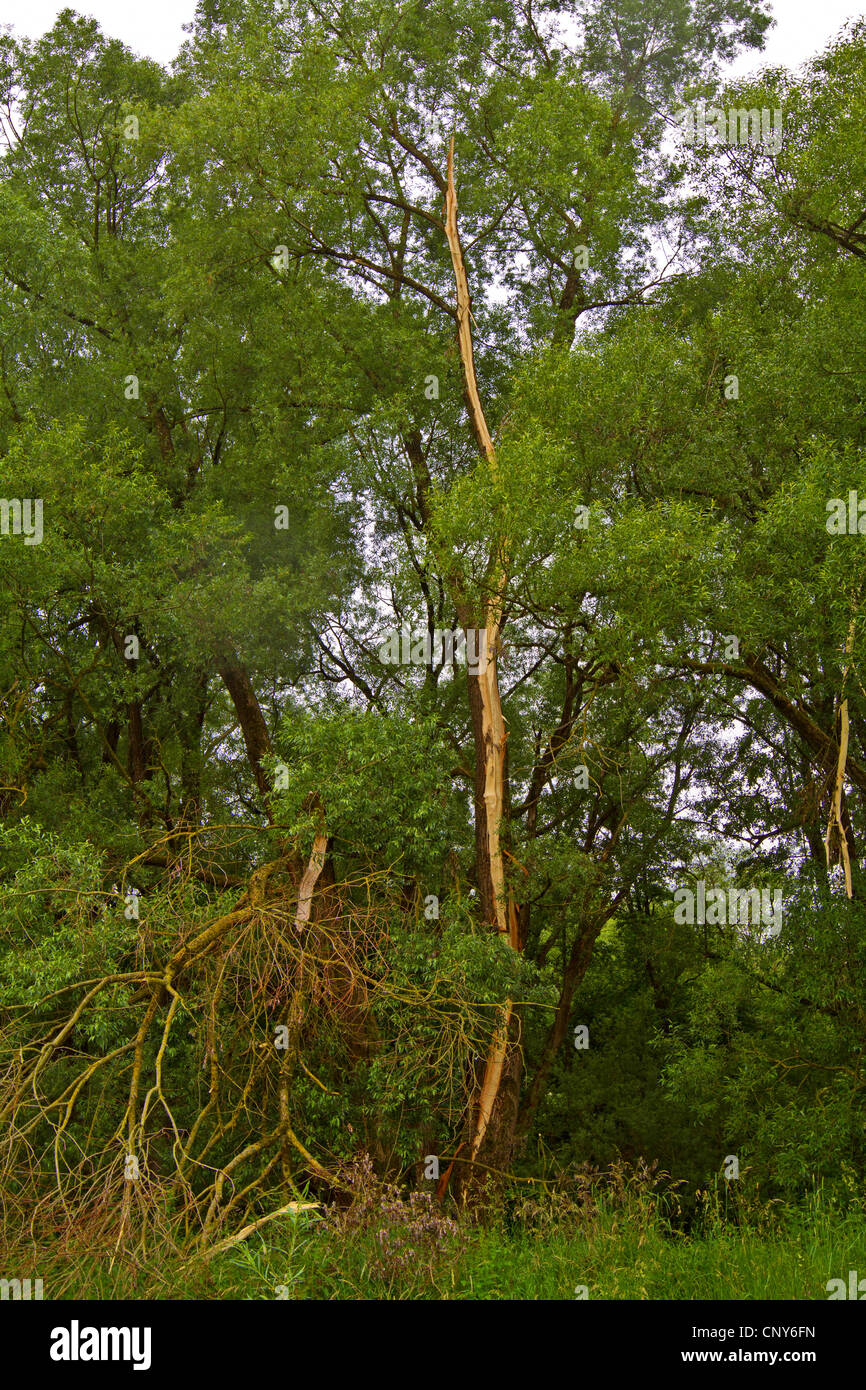 White willow (Salix alba), split by the sroke of a lightning, Germany, Bavaria, Isental Stock Photo