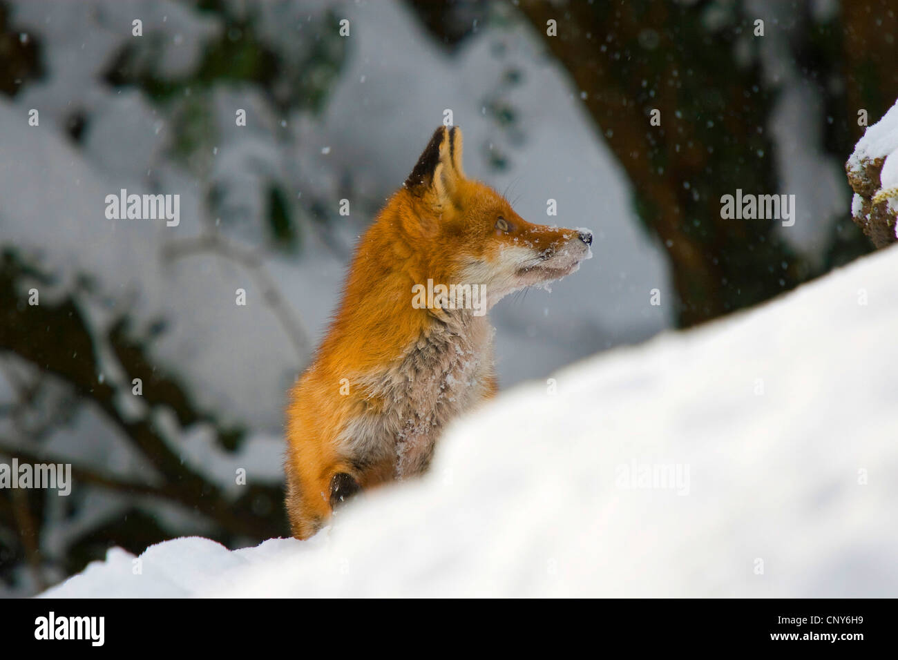red fox (Vulpes vulpes), portrait in winter, Switzerland, Sankt Gallen Stock Photo