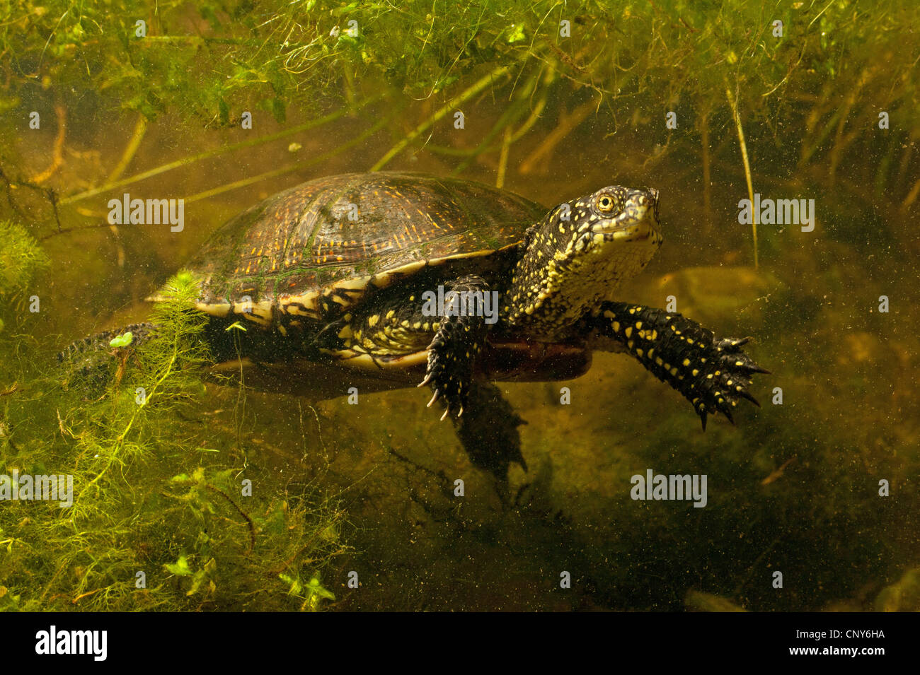 European pond terrapin, European pond turtle, European pond tortoise ...