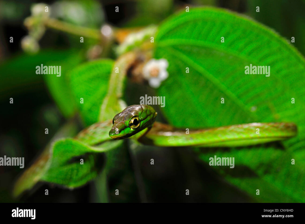 Parrot snake leptophis ahaetulla hi-res stock photography and images ...