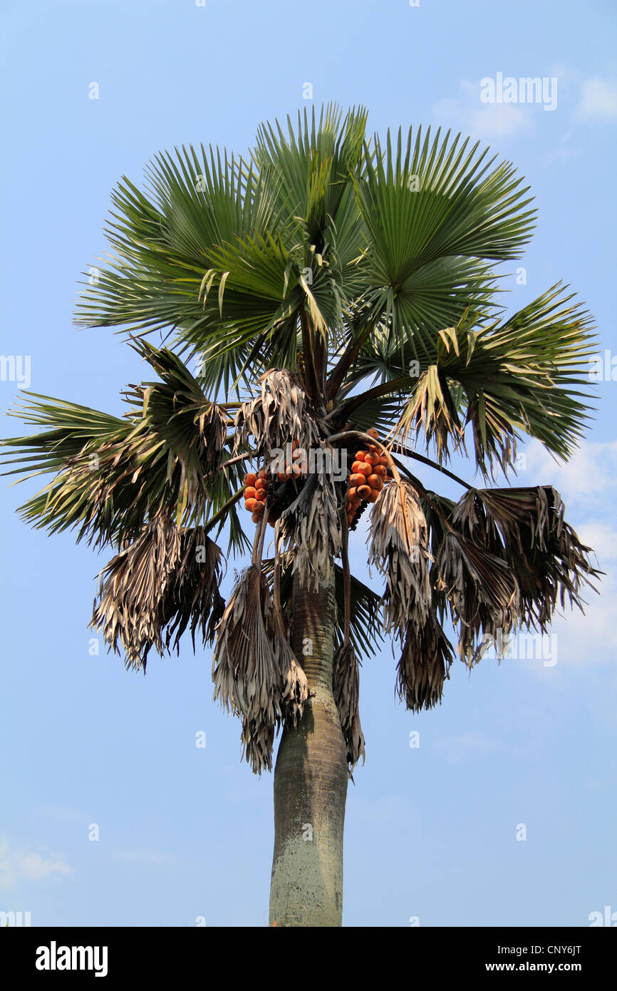 Fruit Trees In Uganda Fruit Trees