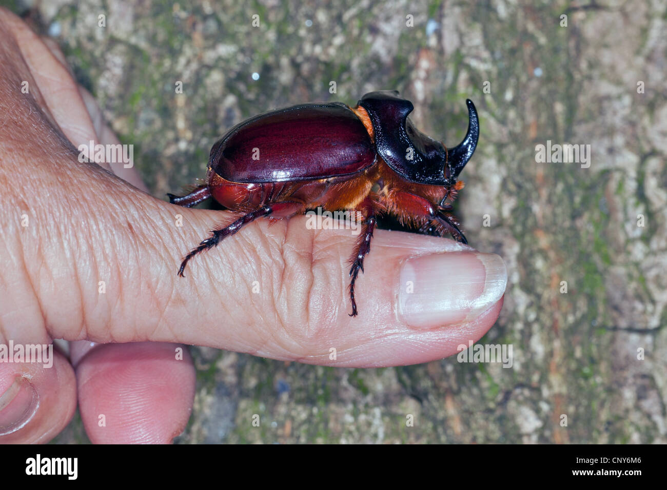 European rhinoceros beetle (Oryctes nasicornis), male sitting on a thumb, Croatia, Istria Stock Photo