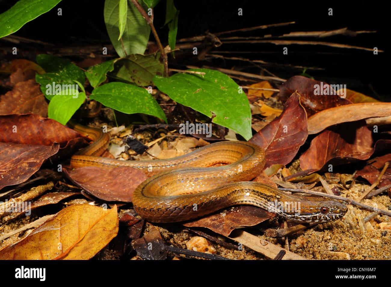 Two-spotted Snake, Mottled-jaw Spot-bellied Snake (Coniophanes bipunctatus  ), on the ground, Honduras, Roatan Stock Photo