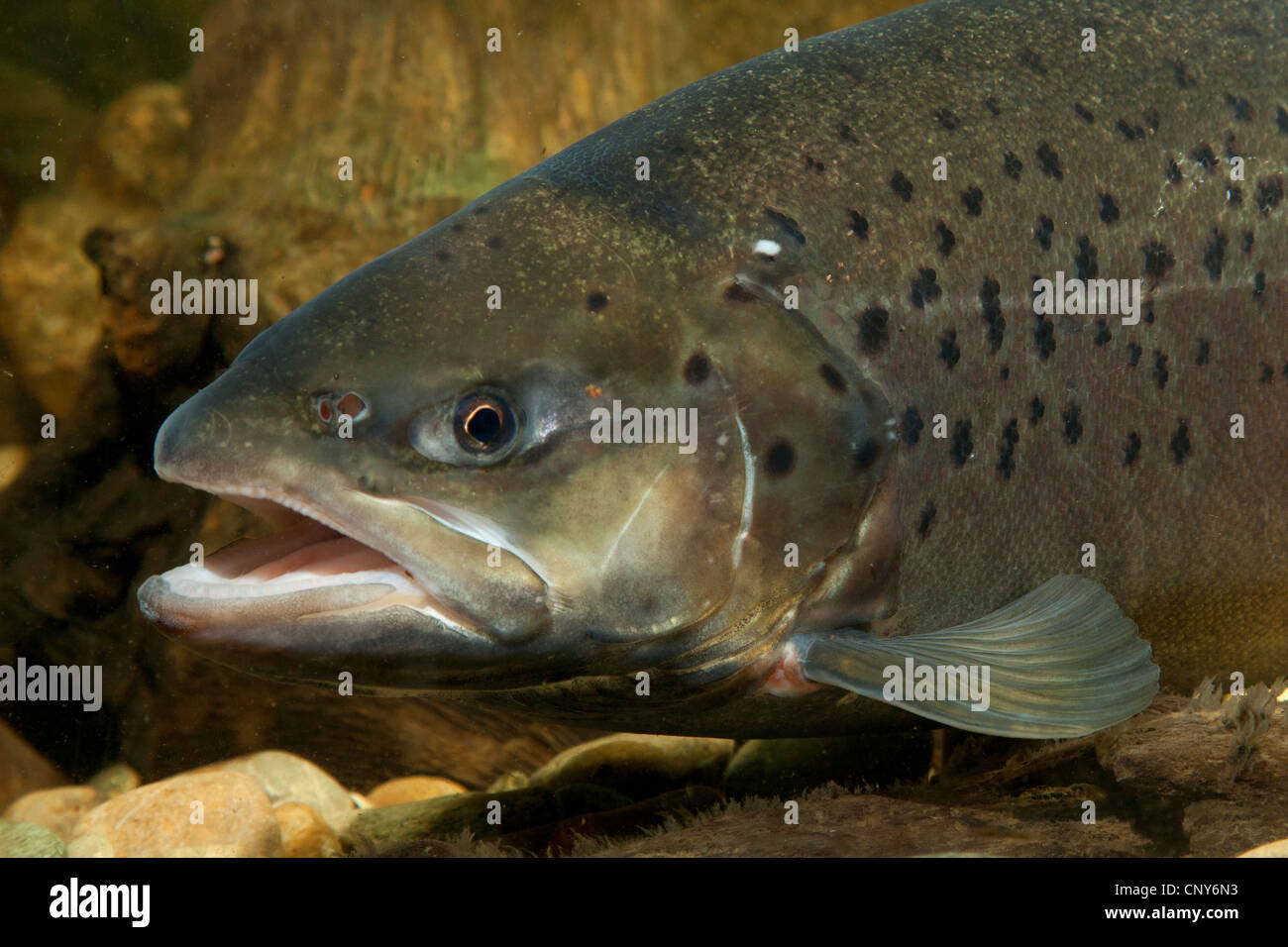 lake trout (Salmo trutta lacustris), portrait of a milkner Stock Photo
