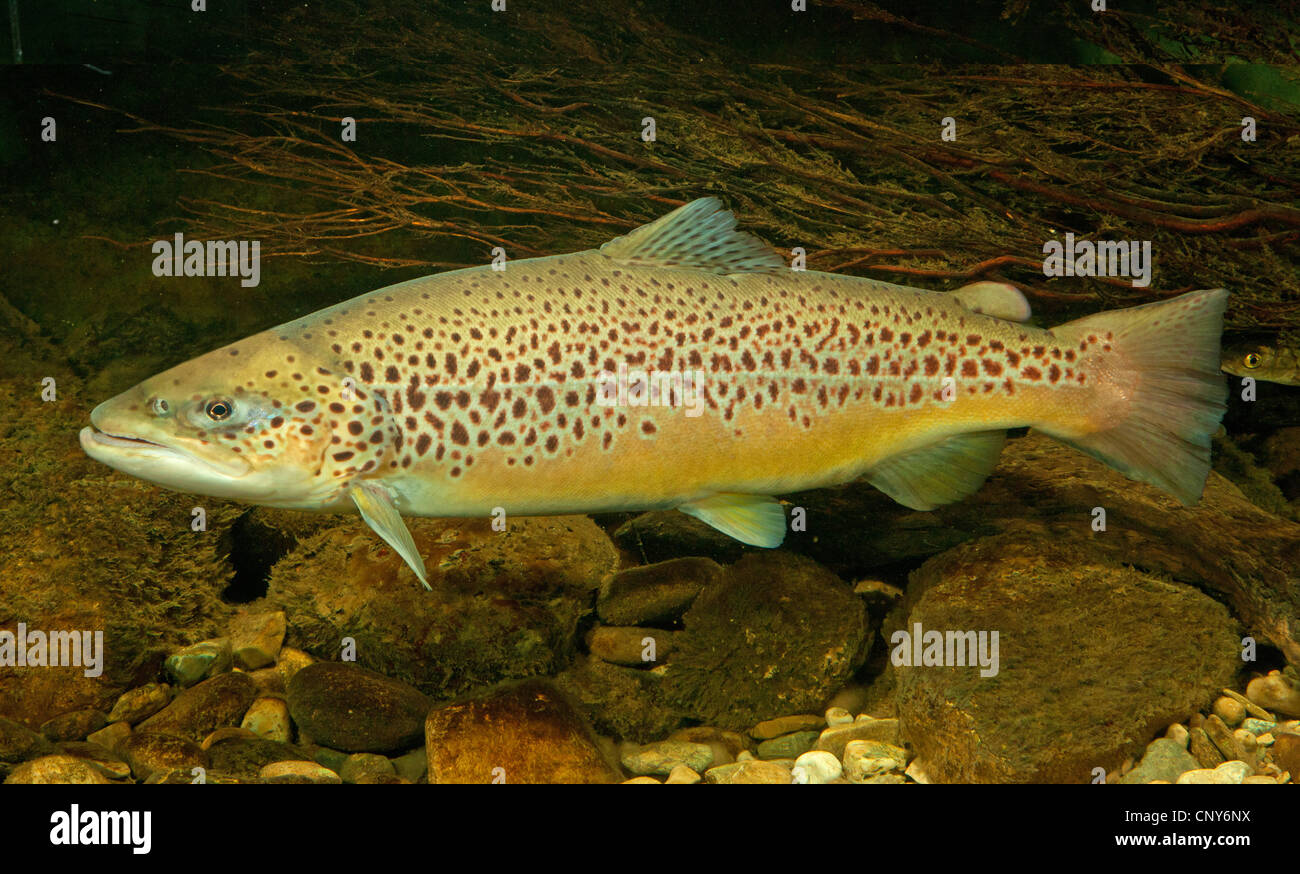 lake trout (Salmo trutta lacustris), portrait of a spawner Stock Photo