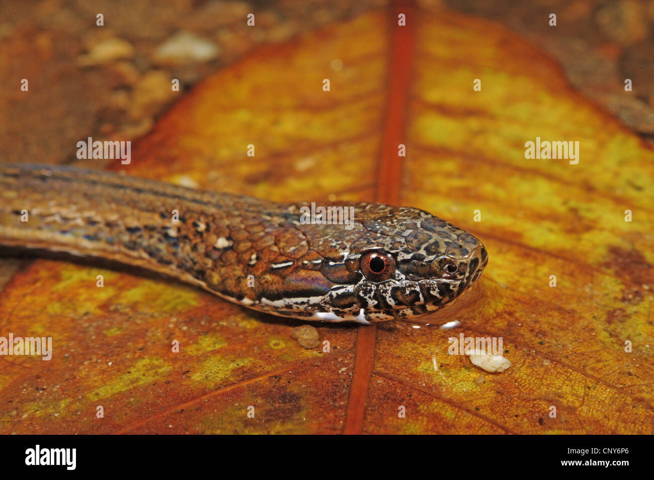 two-spotted snake, mottled-jaw spot-bellied snake (Coniophanes bipunctatus), lateral portrait on a dry leaf, Honduras, Roatan Stock Photo