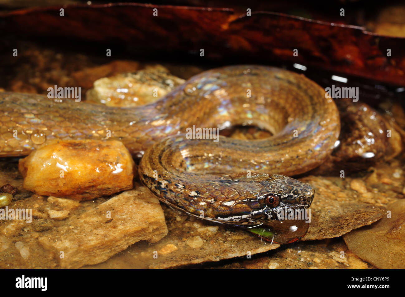 two-spotted snake, mottled-jaw spot-bellied snake (Coniophanes bipunctatus), lateral portrait in a shallow water, Honduras, Roatan Stock Photo