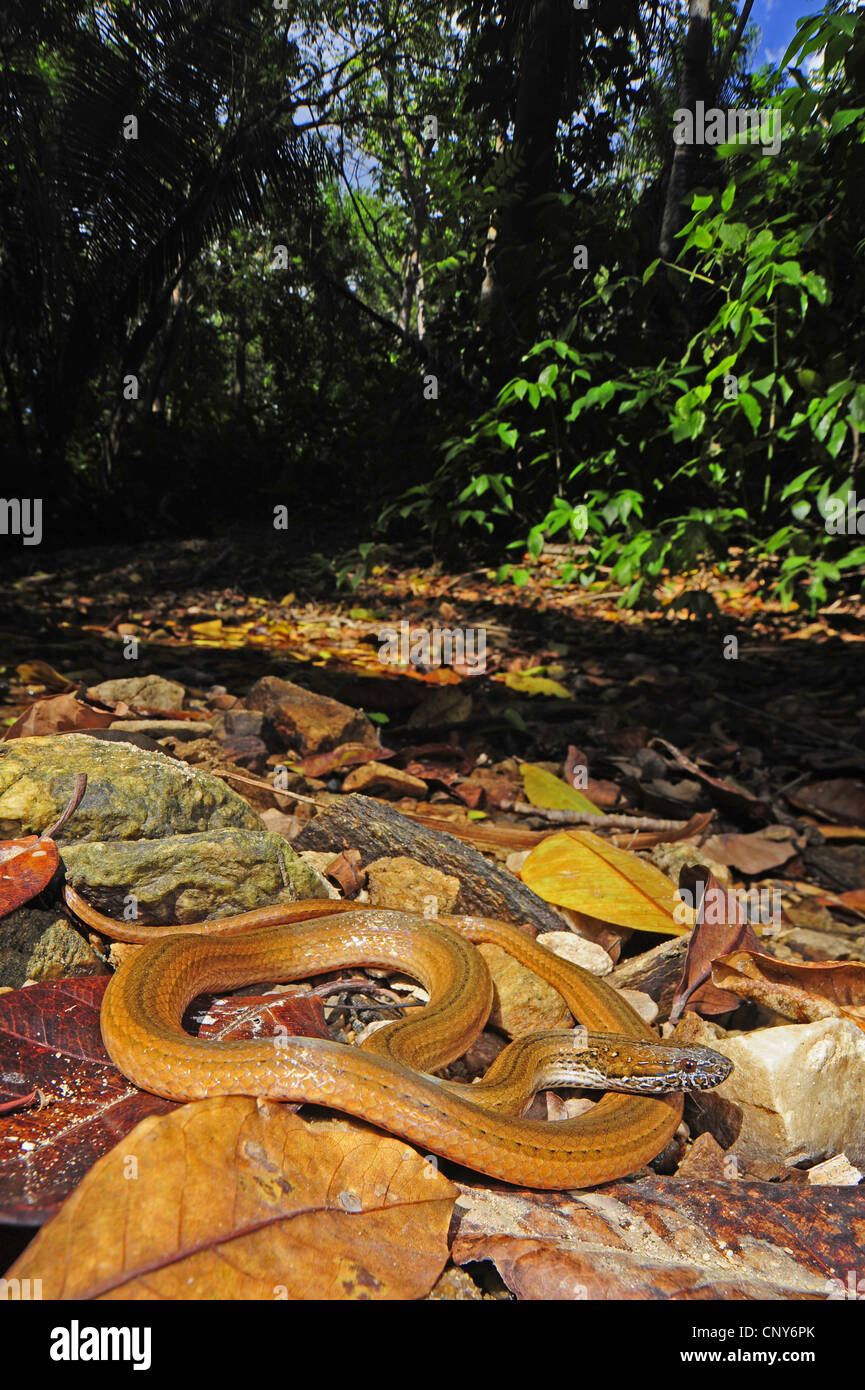 two-spotted snake, mottled-jaw spot-bellied snake (Coniophanes bipunctatus), sunbathing on dry leaves at a clearing, Honduras, Roatan Stock Photo