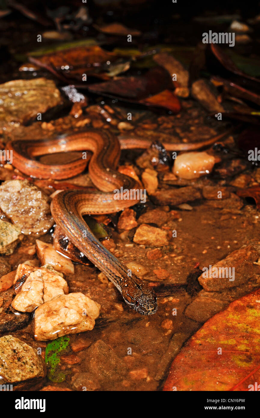 two-spotted snake, mottled-jaw spot-bellied snake (Coniophanes bipunctatus), lying in a shallow water, Honduras, Roatan Stock Photo